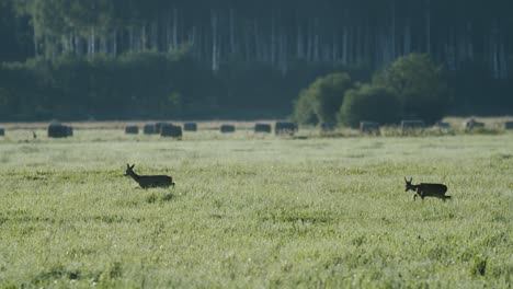 Two-roe-deers-walking-in-autumn-meadow-before-hunting-season