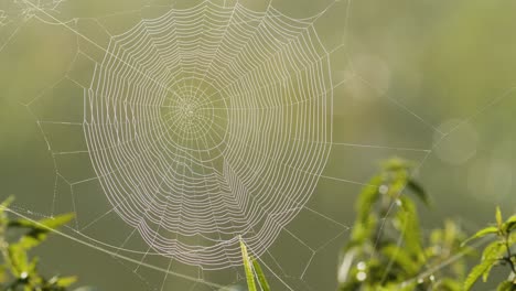 Spider-web-full-with-morning-dew-water-drops-in-sunrise-light