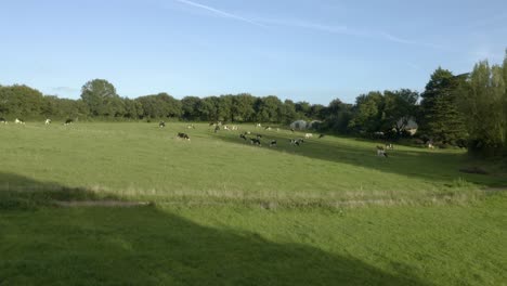 Low-angle-aerial-drone-flying-towards-herd-of-cows-cattle-grazing-in-meadow-at-early-sunrise