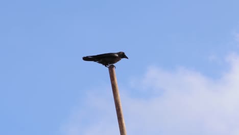 Isolated-Black-Raven-in-iron-pole-in-construction-site-in-Galle-Dutch-Fort,-Sri-Lanka,-under-blue-sky,-against-the-heavy-breeze,-Panning-Left-to-Right-b-roll-slow-motion-clip
