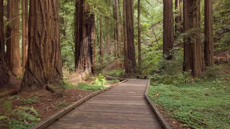 Walking-through-Muir-Woods-National-Monument,-First-Person-POV-Handheld-Shot