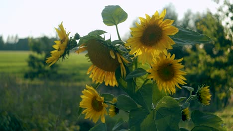 Sunflower-close-up-in-gentle-wind-breeze-autumn-golden-hour