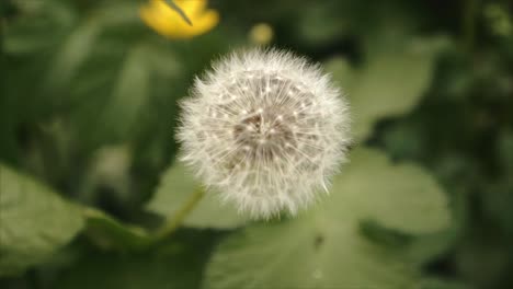 A-Beautiful-Dandelion-Flower-Blossoming-In-The-Woods-With-Blurry-Background-In-Northern-Ireland