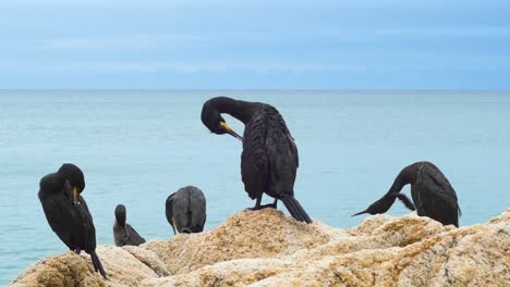 Close-up-of-a-group-of-black-cormorants-on-the-rocks-cleaning-their-feathers