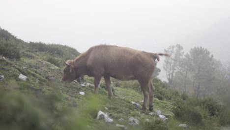 Wild-cow-feeding-in-green-meadow,-foggy-atmosphere,-Asturias,-Spain,-static-shot