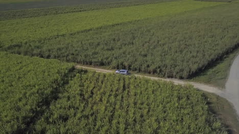 Aerial:-Drone-tracking-a-vehicle-driving-into-a-field-of-sugar-cane-where-it-follows-it-in-a-top-down-shot,-near-Babinda-in-Far-North-Queensland