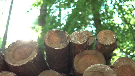 Bengalas-De-Sol-Sobre-Tocones-De-árboles-Cortados-Registrados-En-El-Bosque-Durante-El-Día