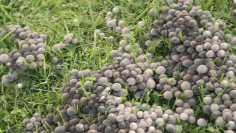 Small-invasive-mushrooms-in-lawn-backyard