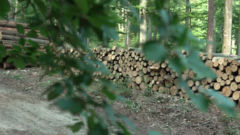 Abgeholzte-Baumstämme-Lagen-Gestapelt,-Als-Wir-Hinter-Einem-Ast-Nach-Links-Schwenkten-Und-Weiteres-Gefälltes-Holz-Zum-Vorschein-Brachten
