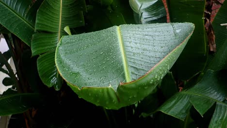 Tropische-Pflanze-Im-Regen,-Fl