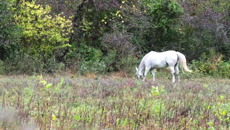 White-horse-wearing-halter-grazes-near-tree-line-in-telephoto-shot