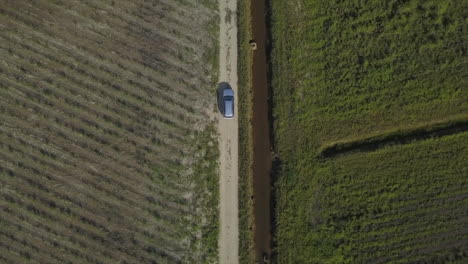 Aerial:-Drone-top-down-shot-tracking-a-vehicle-driving-through-field-of-sugar-cane,-near-Babinda-in-Far-North-Queensland