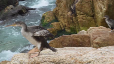 Cormoran-jumps-off-the-rock-and-starts-to-fly