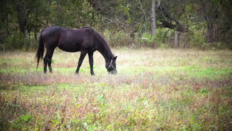 Black-horse-grazes-in-vignetted-shot