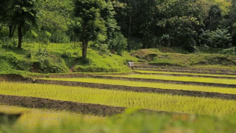 Schöne-Reisfeldlandschaft-Mit-Menschen,-Die-Im-Hintergrund-Arbeiten