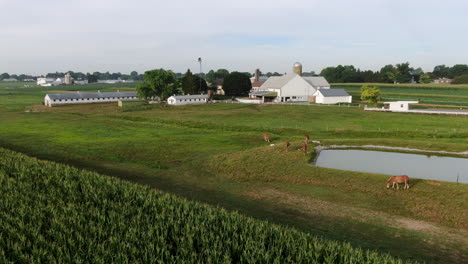 Horses-and-mules-in-meadow-pasture-by-pond-and-corn-field,-traditional-Amish-family-farm-barn-and-buildings,-rural-farmland-in-Lancaster-County,-Pennsylvania-USA