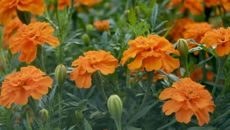 Marigolds-in-garden-slow-vertical-panning