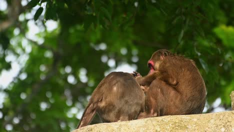 Stump-tailed-Macaques-grooming,-Macaca-arctoides