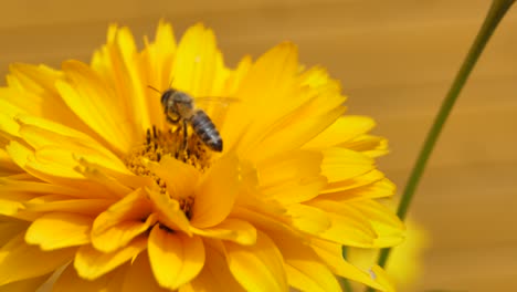 The-bee-flew-away-from-the-yellow-flower