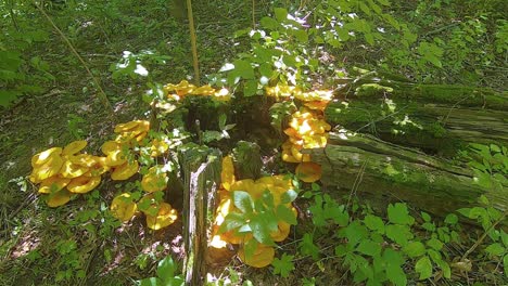 Große-Gruppe-Giftiger-Jack-o-Lateran-Pilze,-Die-Auf-Einem-Baumstamm-In-Einem-Schattigen-Wald-Im-Zentrum-Von-Illinois-Wachsen---Looping