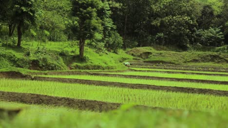 Reisfeldlandschaft-Mit-Bauern,-Die-Im-Hintergrund-Arbeiten