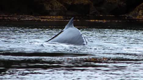 Extreme-Nahaufnahme-Des-Schwanzes-Eines-Buckelwals,-Während-Er-An-Einem-Regnerischen-Tag-Ganz-In-Der-Nähe-Des-Steilen-Ufers-Einer-Kleinen-Felsigen-Insel-In-Alaska-Tief-Taucht
