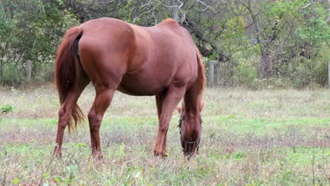 Chestnut-brown-horse-grazes-and-swishes-tail