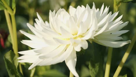 White-dahlia-blossom-in-garden-in-bright-sunlight