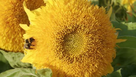 Sonnenblume-Hautnah-In-Sanfter-Windbrise-Herbst-Goldene-Stunde