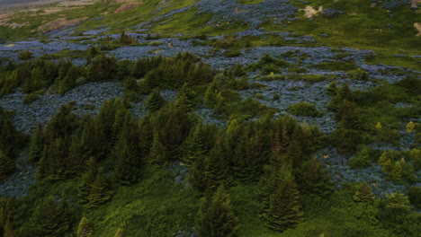 Green-forest-and-blue-wildflowers-in-Iceland,-fly-up-drone-shot