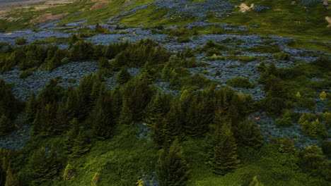 Green-forest-and-blue-wildflowers-in-Iceland,-aerial-drone-shot