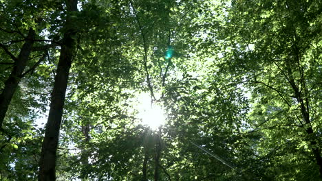 Kamera-Blickt-Auf-Das-Aufflackernde-Sonnenlicht-Und-Blickt-Durch-Die-Baumwipfel-Des-Dichten-Grünen-Regenwaldes