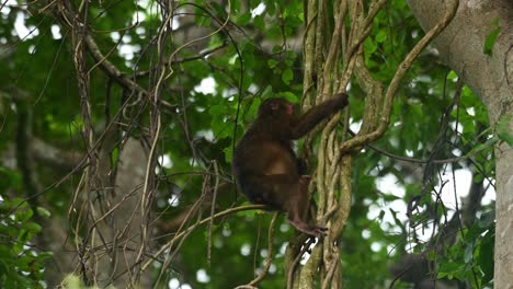 Stump-tailed-Macaque,-Macaca-arctoides