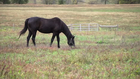 Dark-brown-horse-grazes-in-russet-colored-pasture