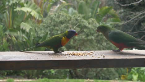 A-rainbow-lorikeet-chases-away-and-bullies-a-king-parrot-in-Australia