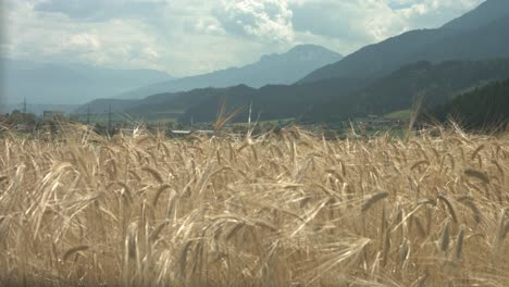 Picturesque-scenery-of-a-field-of-wheat-waving-in-the-wind-with-mountains-and-and-a-cloudy-sky-in-the-backgoround