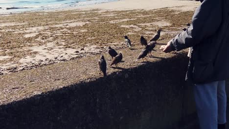 Old-man-hand-feeding-wild-starlings-from-a-roll-on-the-sea-wall-on-a-still-sunny-autumn-day
