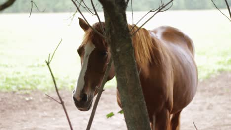 Sad-abandoned-tamed-horse-left-alone-in-farm