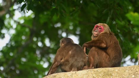 Stump-tailed-Macaque,-Macaca-arctoides
