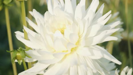 White-dahlia-blossom-in-garden-in-bright-sunlight