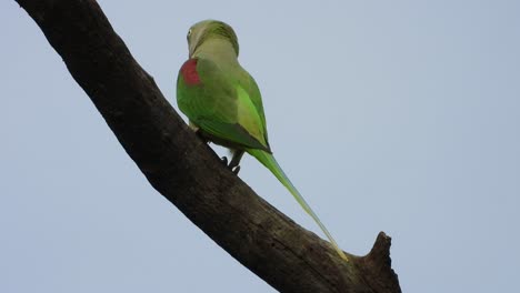 Parrot-in-tree-UHD-Mp4-4k-...
