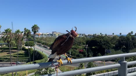 hawk-protecting-business-from-unwanted-birds