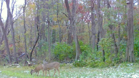 Whitetail-doe-and-her-two-yearling-fawns-grazing-in-a-clearing-of-a-forested-area-in-Illinois