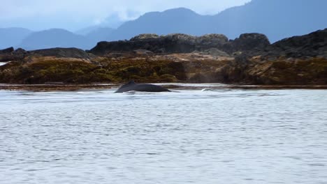 A-single-humpback-whale-that-dives-extremely-close-to-the-steep-shore-of-a-small-rocky-island-in-Alaska-on-a-rainy-day