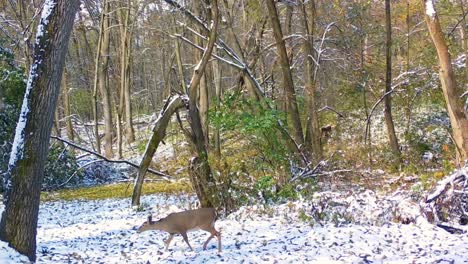 Whitetail-doe-grazing-in-a-snowy-clearing-of-a-forested-area-in-Illinois