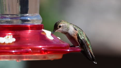 Hummingbird-at-hummingbird-feeder-flies-away