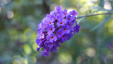 Macro-shot-of-purple-butterfly-bush-blossoms
