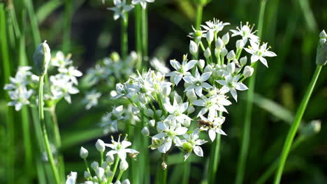Pollinating-insects-crawl-on-white-chive-blossoms
