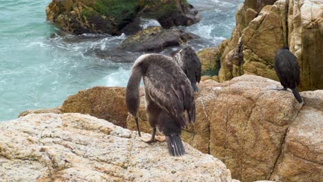 Amazing-black-cormoran-perched-on-rocks-cleaning-its-feathers
