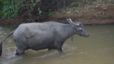 buffalo-bathing-walking-in-river-water